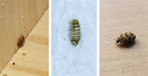 Carpet Beetles Or Bed Bugs