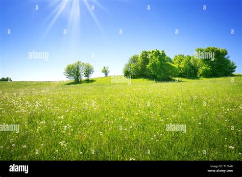 Field With Dandelions And Blue Sky Stock Photo Alamy