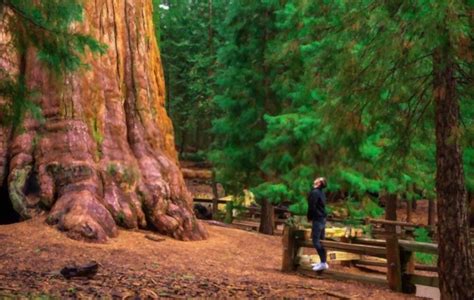 Top 10 Most Amazing Trees In The World Fakoa In 2021 Tree Sequoia