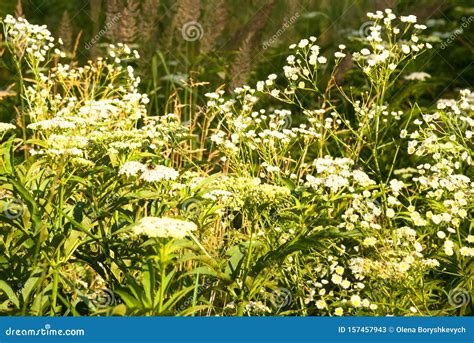 Forest High Grass In The Summer Stock Image Image Of Growth Outdoors