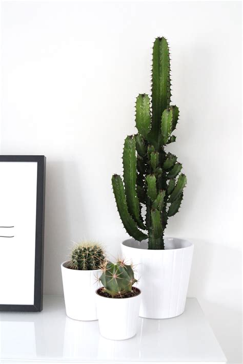 A trip to the sonoran desert is not complete without a examining of one of these. Pin på Interior - Our home