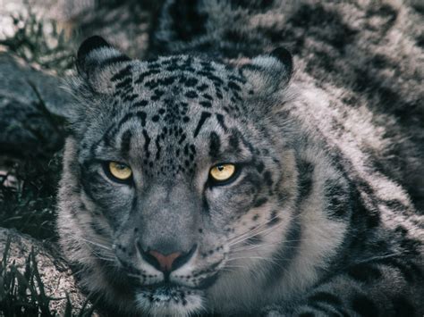 Project Survival Cat Haven Snow Leopard Rfresno