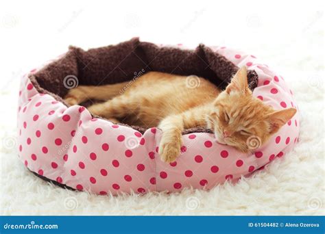 Kitten Sleeping In The Bed Stock Photo Image Of Closeup 61504482