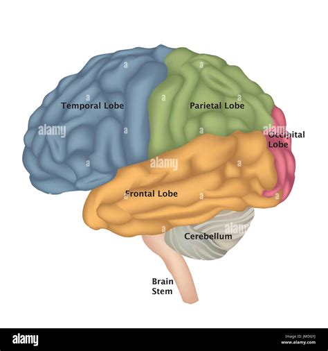 Anatomia Del Cervello Cervello Umano Vista Laterale Illustrazione