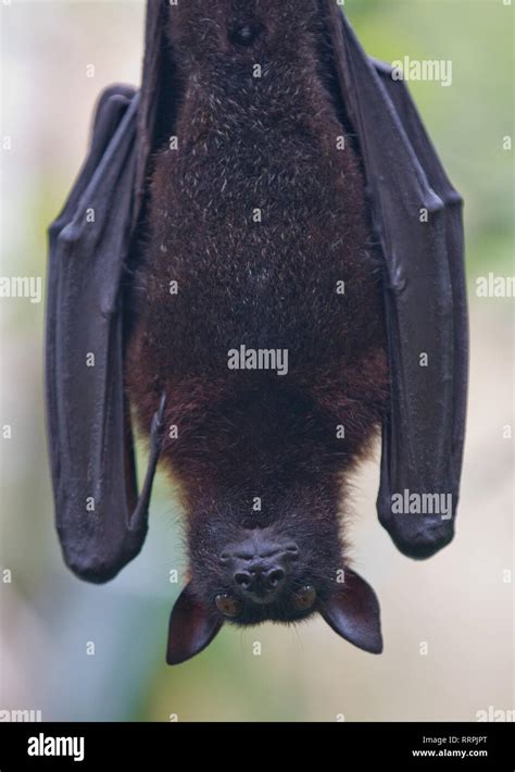 Large Malayan Flying Fox Close Up Portrait Hanging Upside Down
