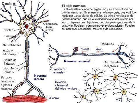 Morfología Grupo 654 Neurona Funcion Estructura Y Organizacion