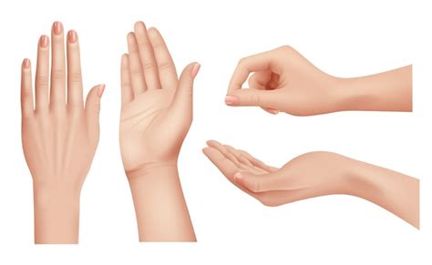Premium Vector Hands Realistic Gestures Human Palms And Fingers