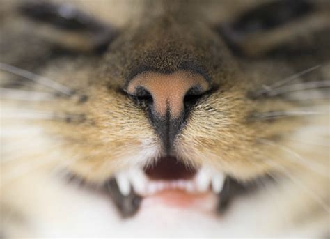 It's not unusual for a cat to lose some teeth during his lifetime although the reasons vary. Tooth Dislocation or Sudden Loss in Cats | PetMD
