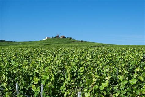 10 Biggest Wineries In France