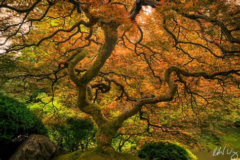 The Ultimate Guide To Peter Lik
