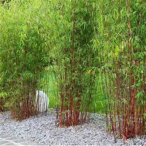 Feb 26, 2020 · use larger plants in containers that can be moved. clumping bamboo plants bamboo landscaping ideas garden ...