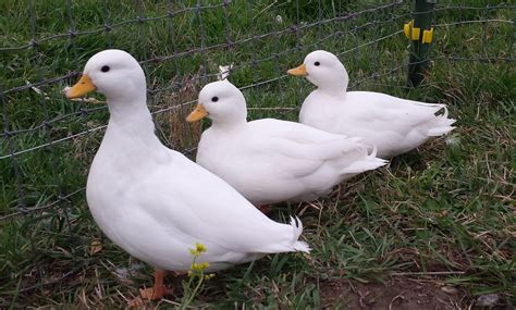 White Call Ducks — Duck Creek Farm Pet Ducks Duck Breeds Cute Ducklings