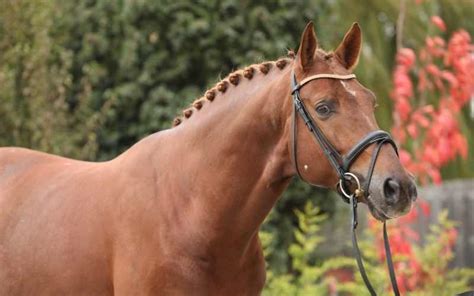 17 Warmblood Horse Breeds With Pictures Equine Desire 2022