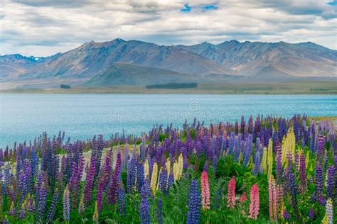 Landscape At Lake Tekapo Lupin Field In New Zealand Stock Image Image