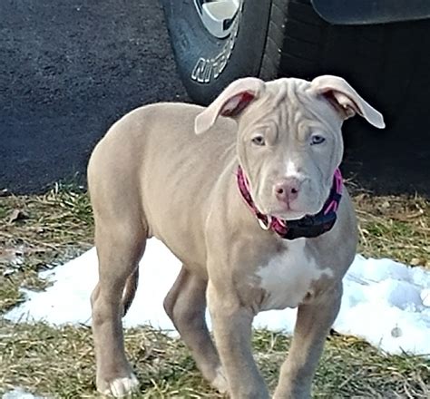We specialize in producing dogs for families. Pin on Champagne Pit Bulls