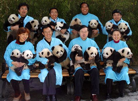 Baby Panda For Zoo Atlanta