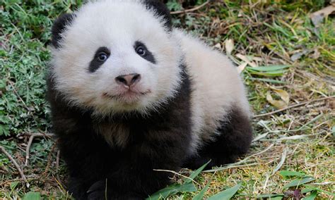 Panda Population Grows Nearly 17 Percent Stories Wwf