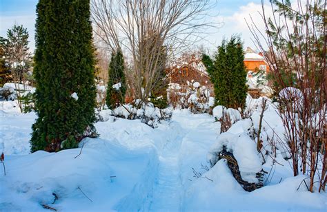 How To Prevent Winter Tree Damage Five Star Tree Services