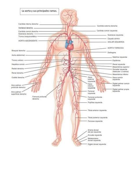 Aorta Y Sus Principales Ramas Michele Dub N Udocz