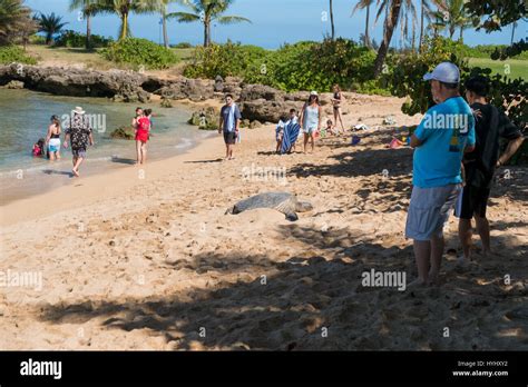 Haleiwa Oahu Hawaii February 15 2017 Tourists Fill The Beach And Take Pictures And Selfies
