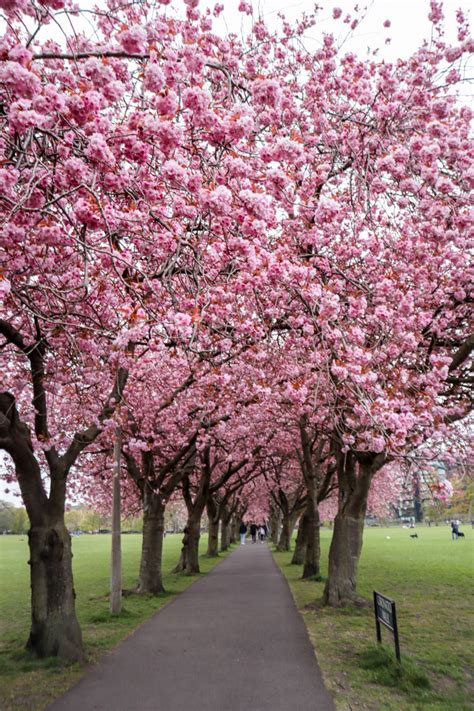 10 Spots To See Cherry Blossom Trees In Edinburgh