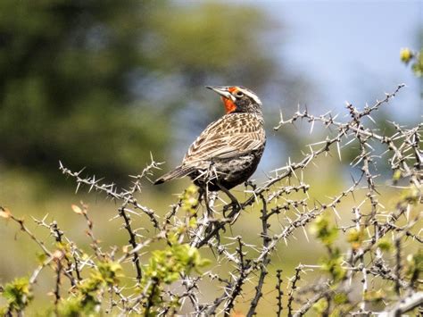 8 Amazing Places To See The Best Birds Of Patagonia