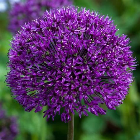 Buy Dutch Garlic Bulbs Allium Hollandicum Purple Sensation Delivery
