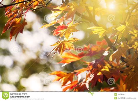 Abstract Blur And Soft Autumn Leave Stock Image Image Of November