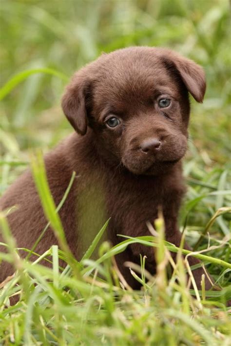 Chocolate Lab Puppy Names Slideshow