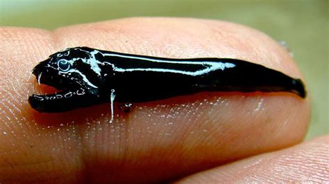 Creepy Little Fanged Fish Discovered In Australia Mental Floss