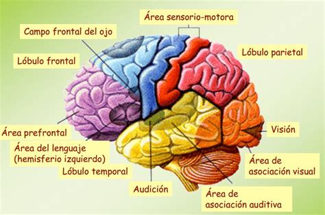 Anatomia Y Funciones Del Cerebro Humano Ilustracion D Vrogue Co