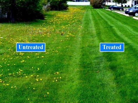 Broadleaf Weed Control Before And After Treated And Untreated 1