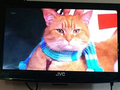Interested in learning how to foster cats or kittens in your home? Bob on tv | Cat entertainment, Foster cat, Street cat bob