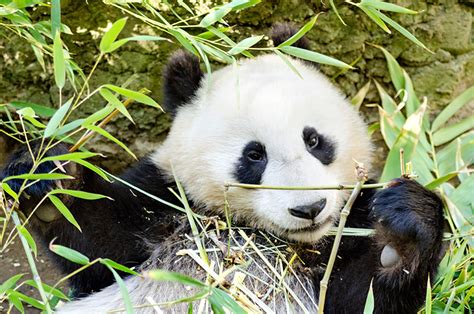 10 Fotos Adorables De Osos Panda National Geographic En