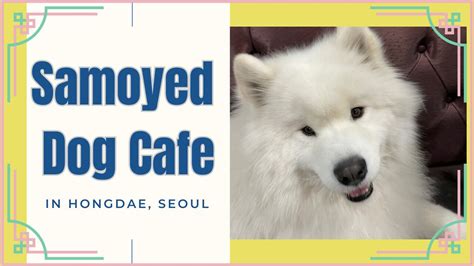 Things To Do In Seoul Adorable Fluffiness Enjoy Relaxing Moments At
