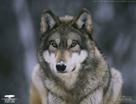 Free Cool Wallpapers Red Wolf Wallpapers