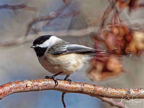 Black Capped Chickadee Poecile Atricapillus At Bird Conservancy Of