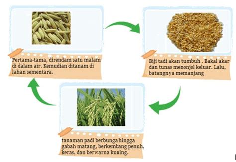 Maybe you would like to learn more about one of these? Kunci Jawaban Buku Kelas 4 SD Pembelajaran 1 Tema 3 Subtema 1 - ROBIHARTONI