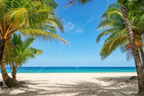 Premium Photo Summer Background Of Coconut Palm Trees On White Sandy