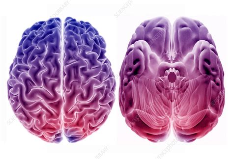 Human Brain From Above And Below 3d Mri Scans Stock Image C037