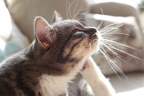 Fleas are easily brought in from the outdoors. Fleas Can Cause Pet Hair Loss | Figo Pet Insurance
