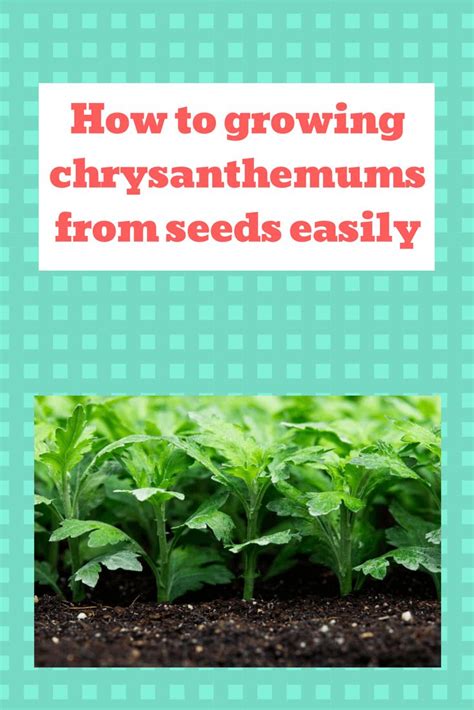 How To Growing Chrysanthemums From Seeds Easily Chrysanthemum
