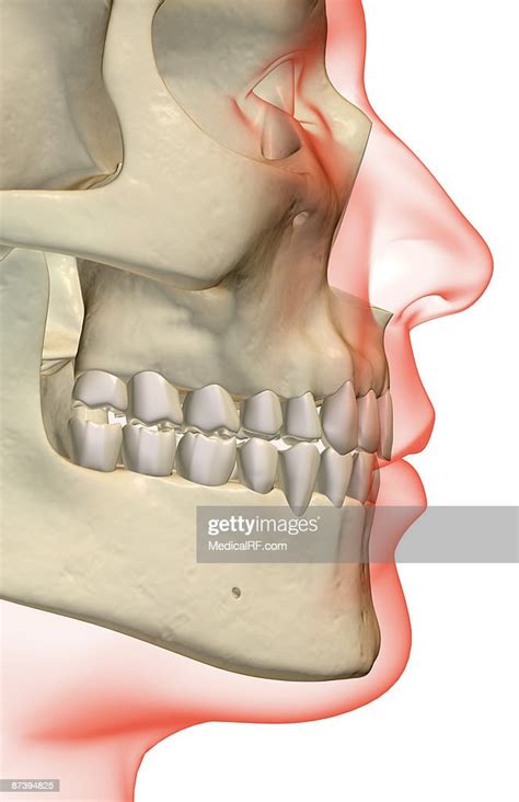The Bones Of The Jaw High Res Vector Graphic Getty Images