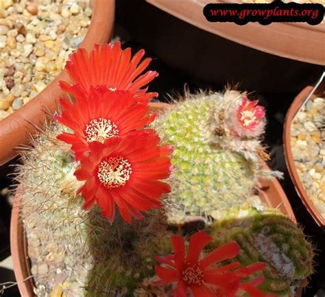 Christmas cactus will bloom the very first year they are grown. Parodia plant - How to grow & care