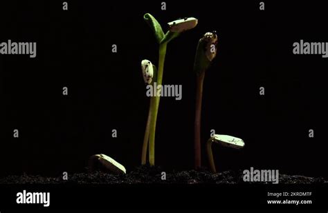 Sunflower Seed Germinating Stock Videos And Footage Hd And 4k Video
