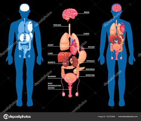 anatomia humana layout de órgãos internos — vetor de stock © macrovector 181872898