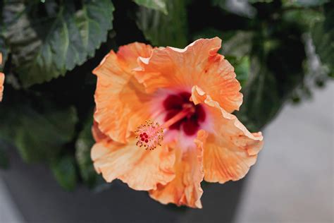 39 Rose Of Sharon Gardening Tips And Facts Green Packs