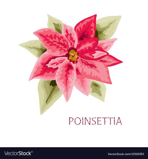 Hand Drawn Poinsettia Royalty Free Vector Image