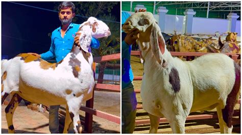 Big Goats Of Shawaya Goat Farm 130 Kg And 120 Kg Khassi Goats Youtube