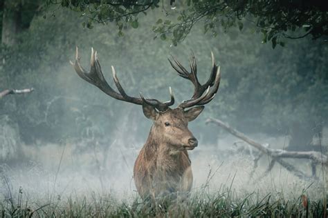 50 Inspiring Deer Quotes To Ignite Your Inner Courage And Strength